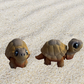 Baby Tortoise