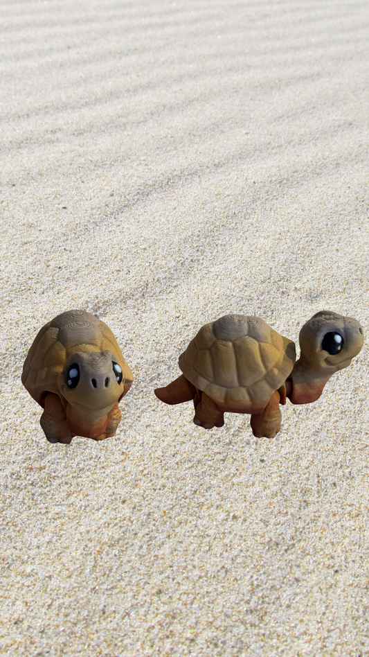 Baby Tortoise