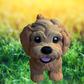 Golden doodle Puppy