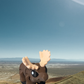 Baby Moose