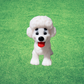 Poodle Dog