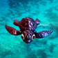 Sea Turtle